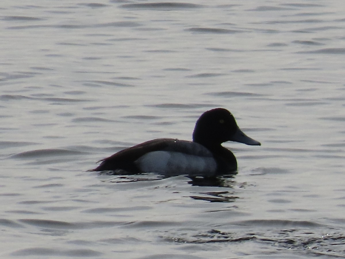 Greater/Lesser Scaup - Amy Burlingame
