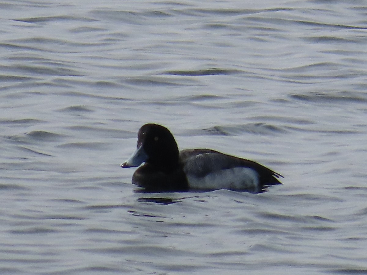 Greater/Lesser Scaup - Amy Burlingame