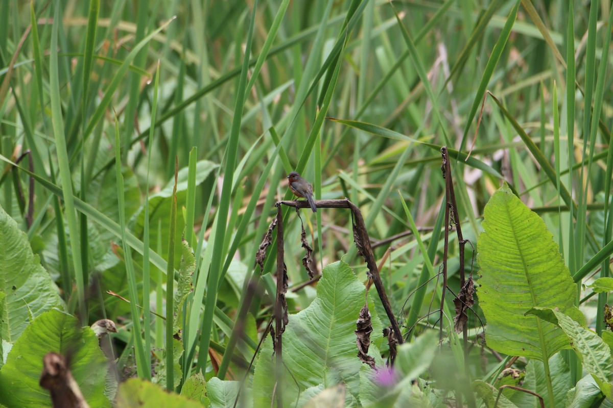 Rusty-browed Warbling Finch - Brian Hofstetter