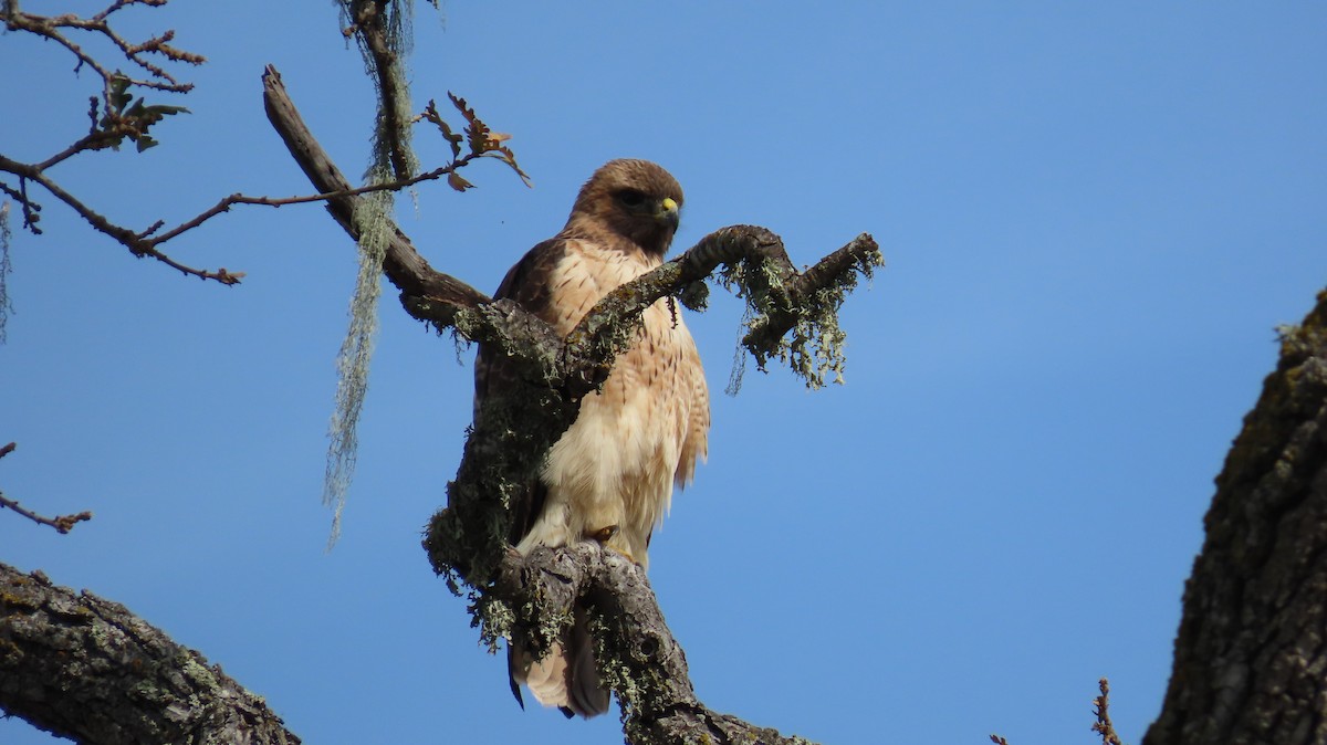 Red-tailed Hawk - Petra Clayton