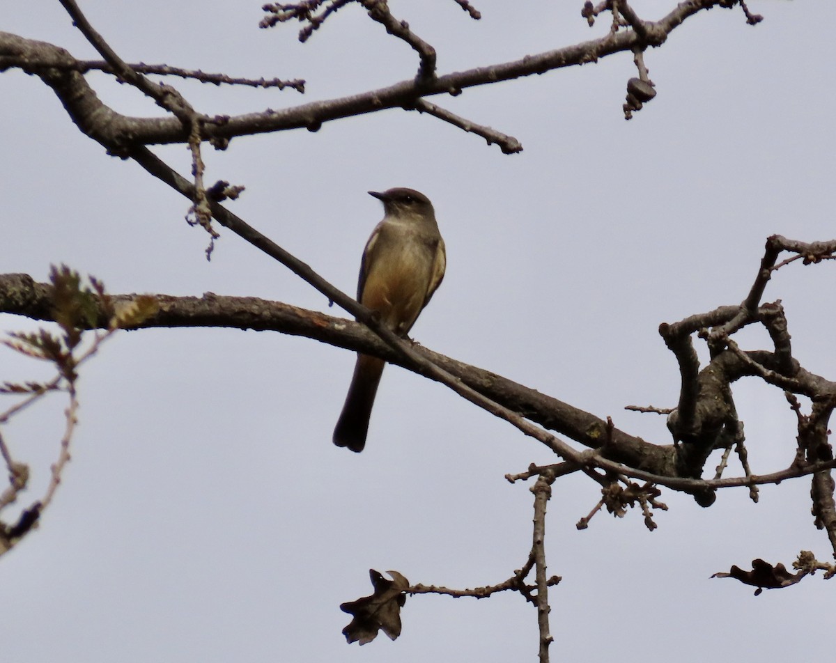 Say's Phoebe - ML614806297