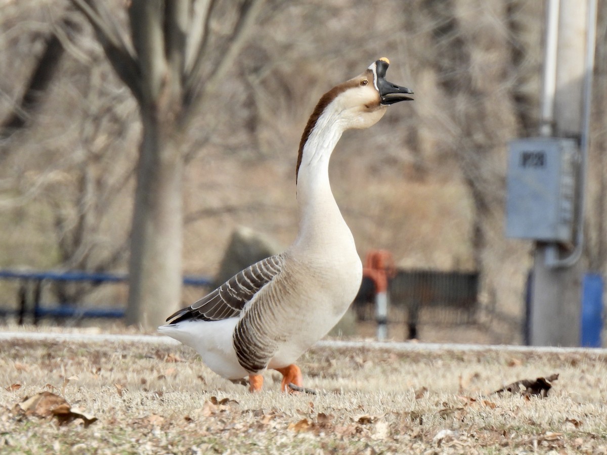 Swan Goose (Domestic type) - ML614806298