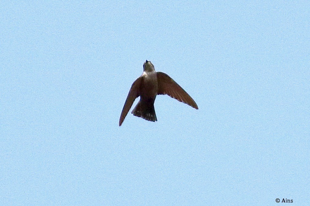 Eurasian Crag-Martin - Ains Priestman