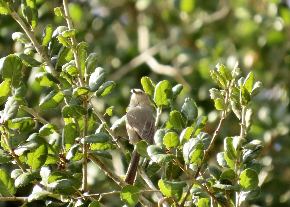 Bushtit - Petra Clayton