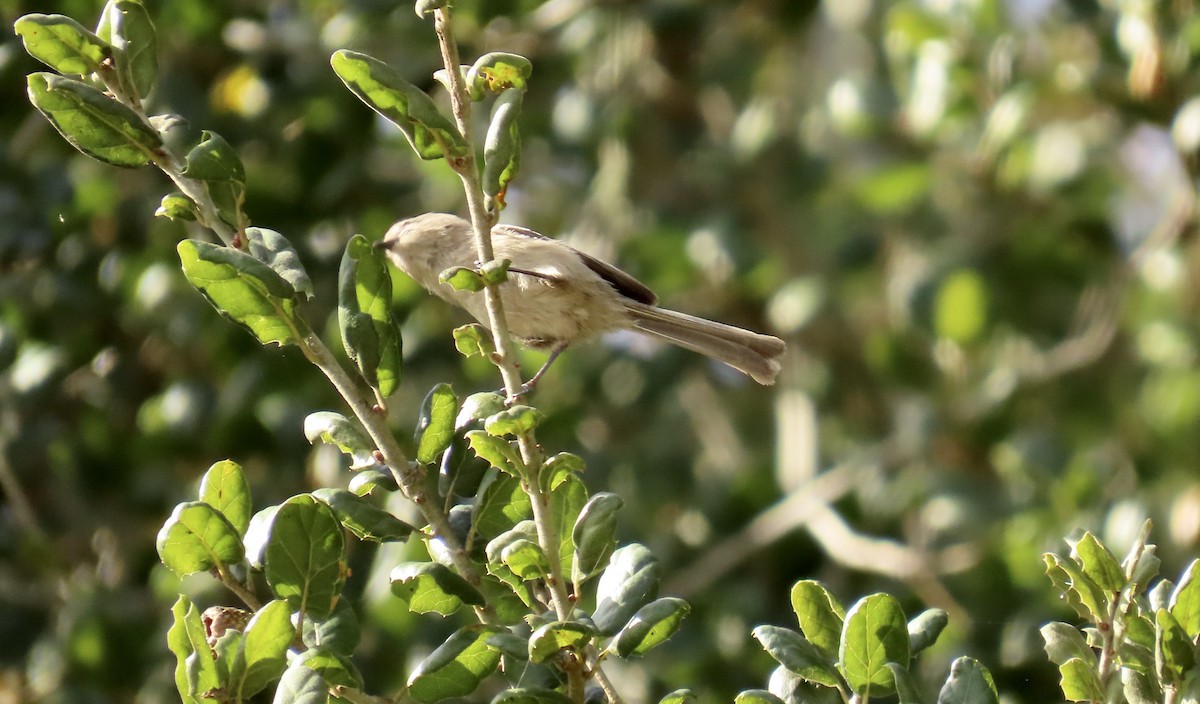 Bushtit - ML614806304