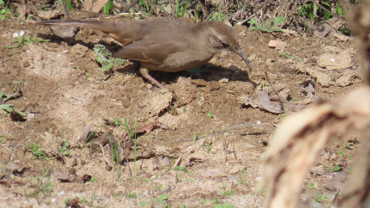 California Thrasher - ML614806312