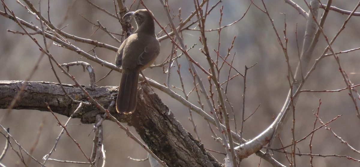 California Thrasher - ML614806313