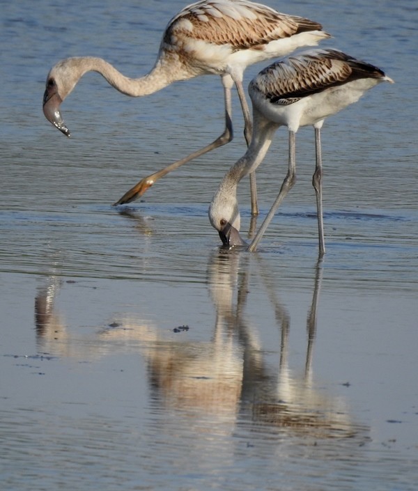 Lesser Flamingo - ML614806339