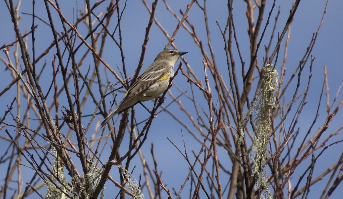 Yellow-rumped Warbler - ML614806346