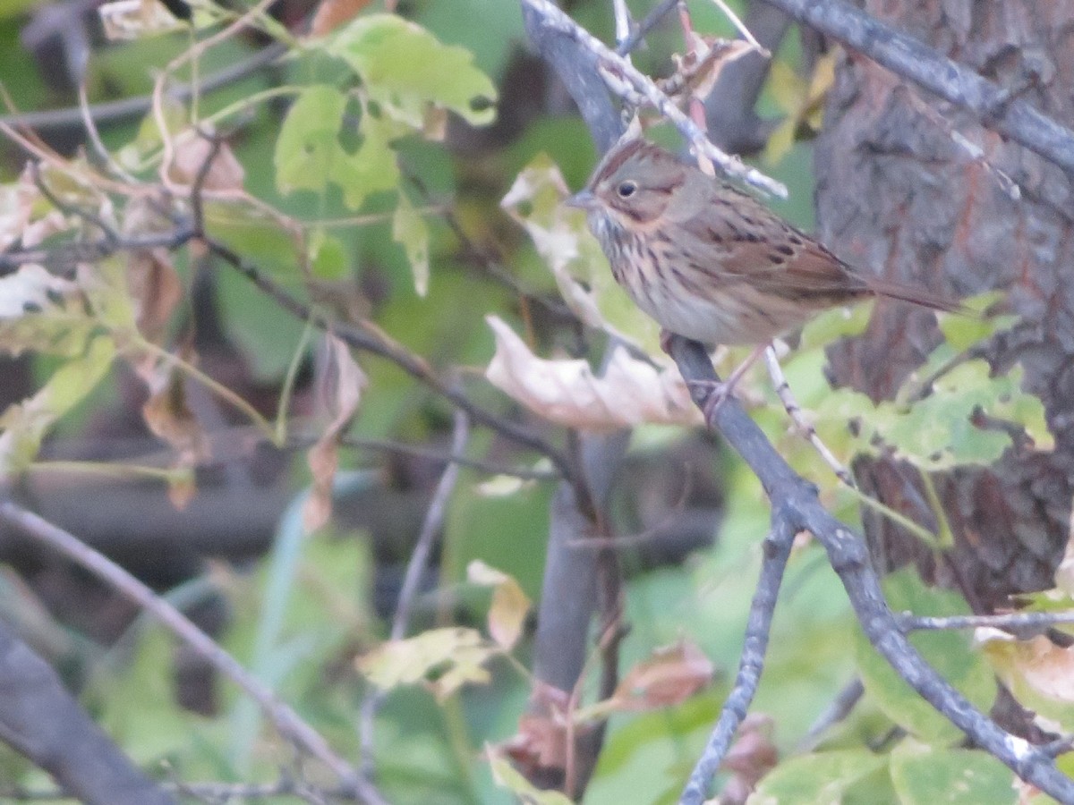 Lincoln's Sparrow - ML614806509