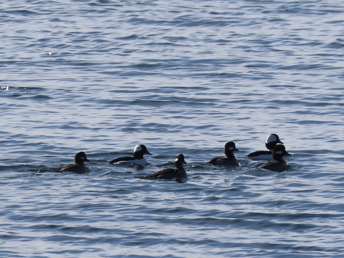 Bufflehead - Amy Burlingame