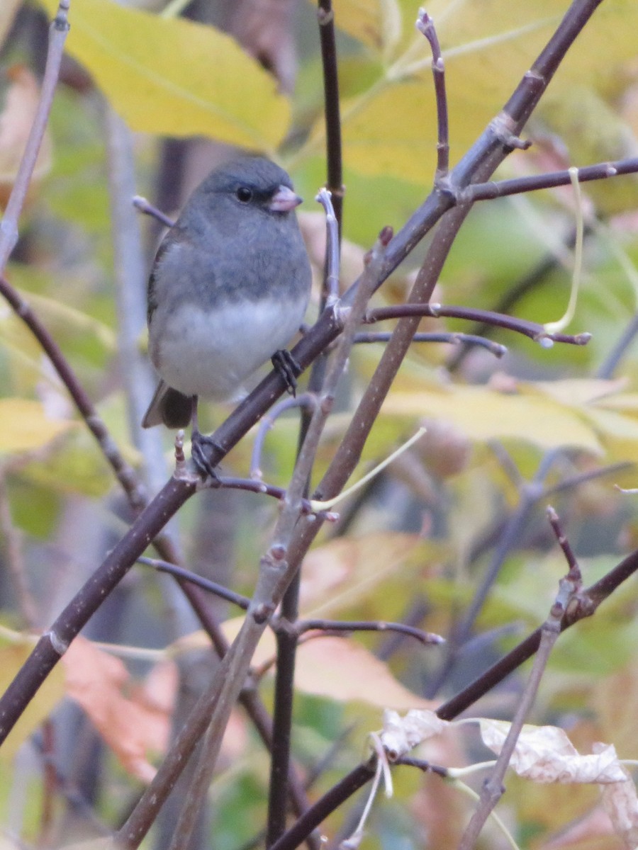 Dark-eyed Junco - ML614806547