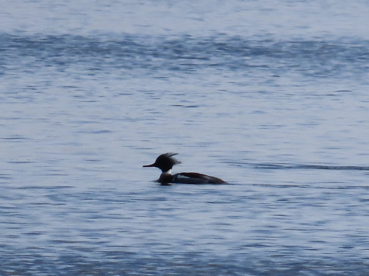 Red-breasted Merganser - Amy Burlingame