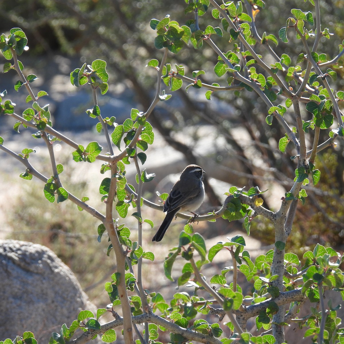 Black-throated Sparrow - ML614806583