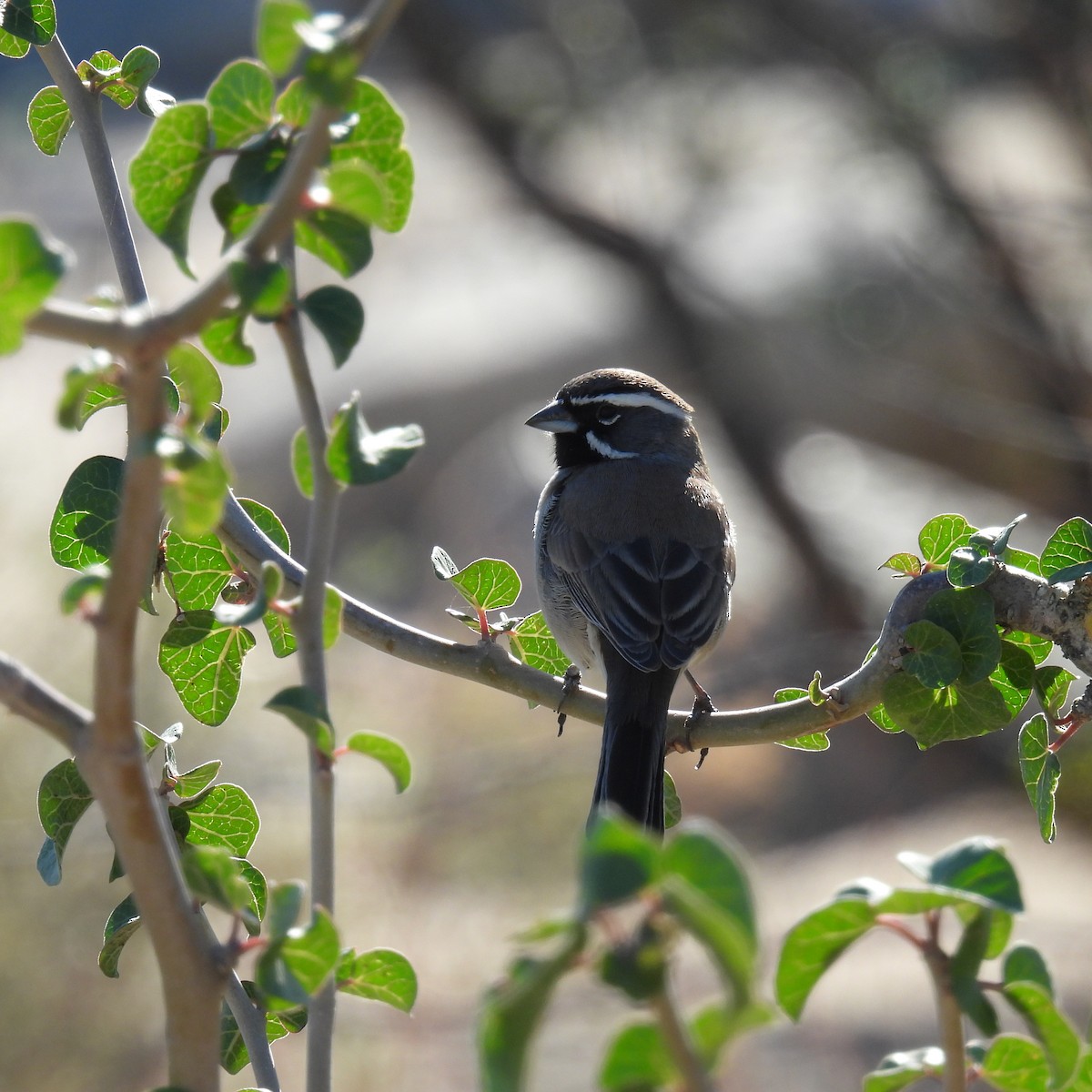 Black-throated Sparrow - ML614806584