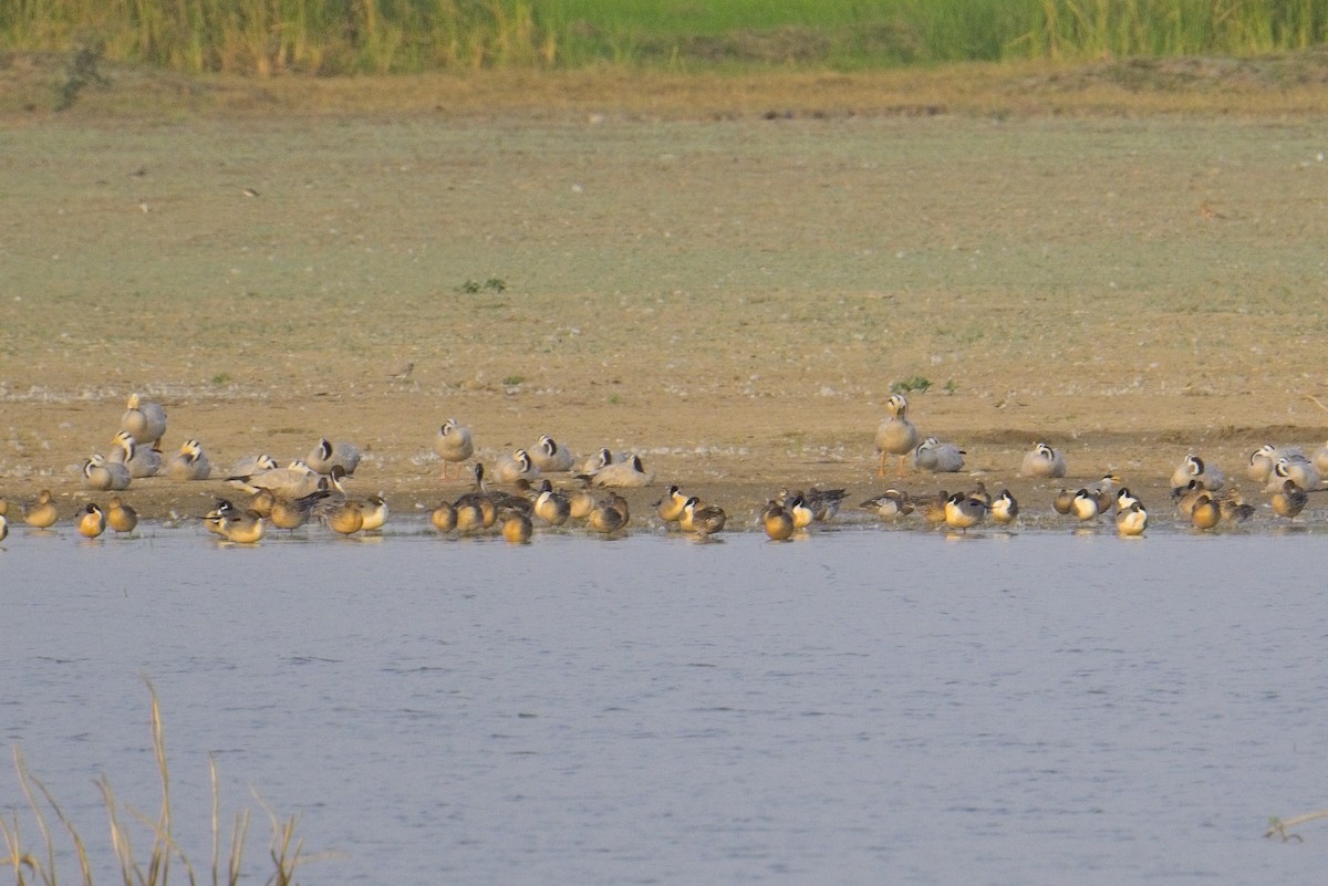 Northern Pintail - ML614806596