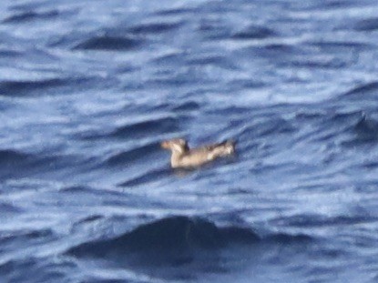 Rhinoceros Auklet - ML614806611