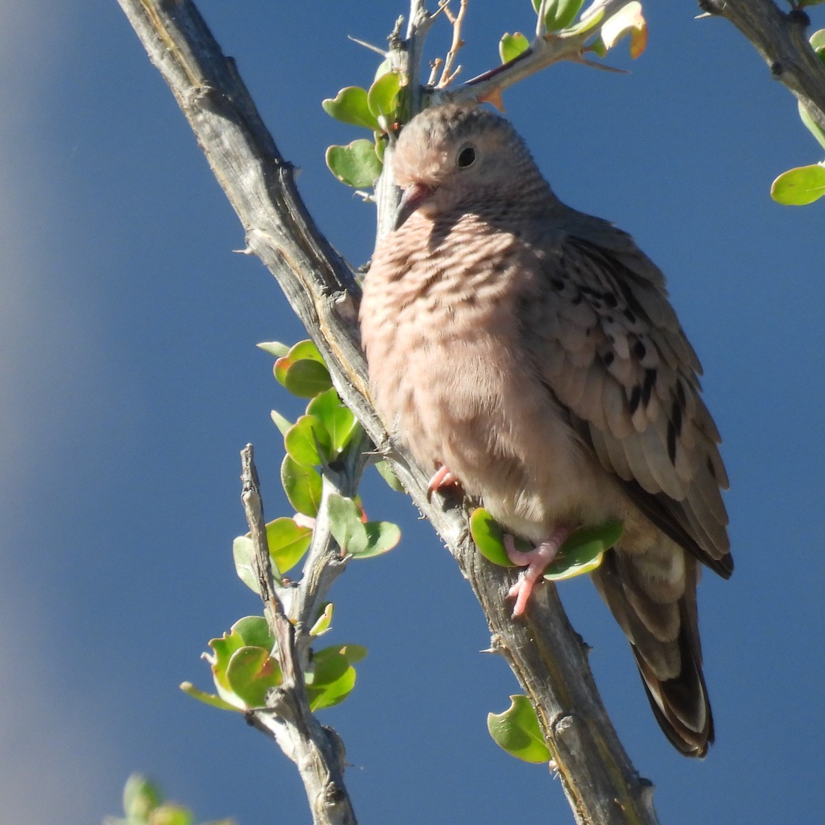 Common Ground Dove - George&Mary Flicker