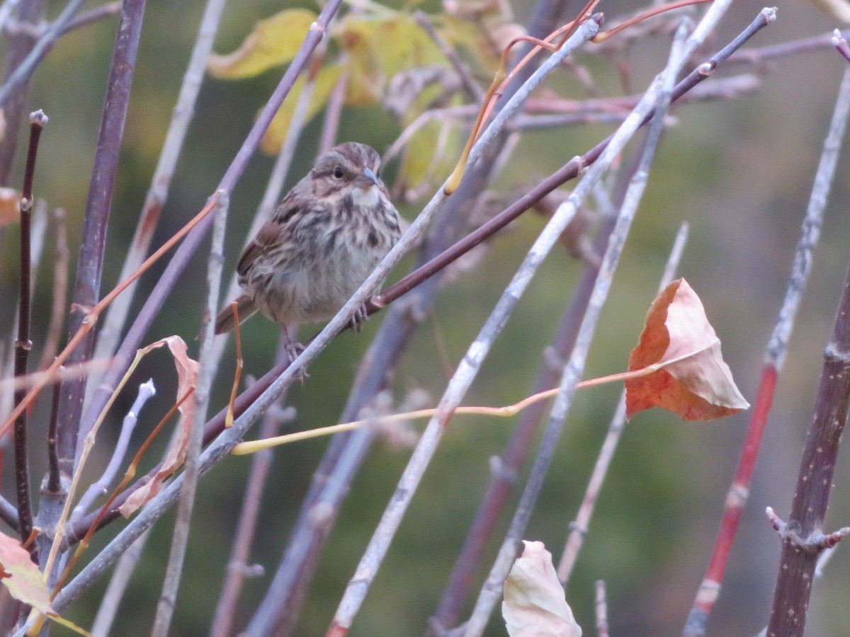 Song Sparrow - ML614806683