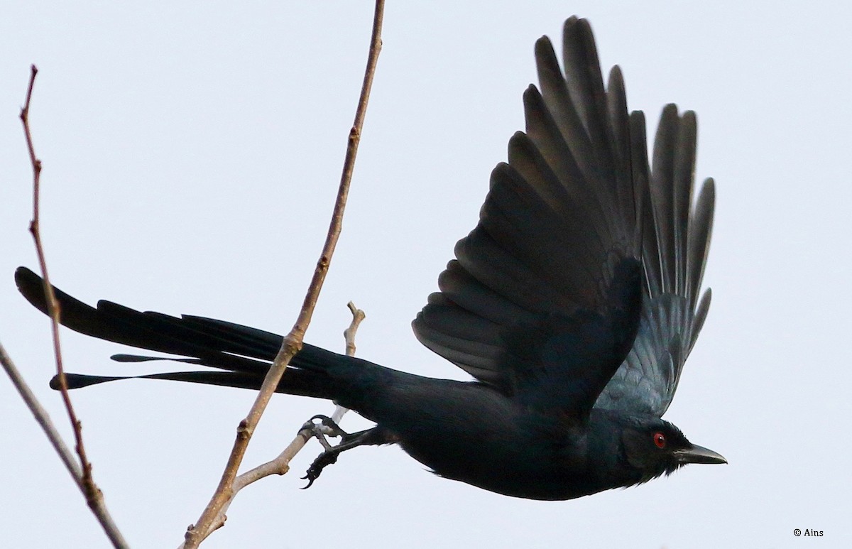 Kül Rengi Drongo - ML614806700