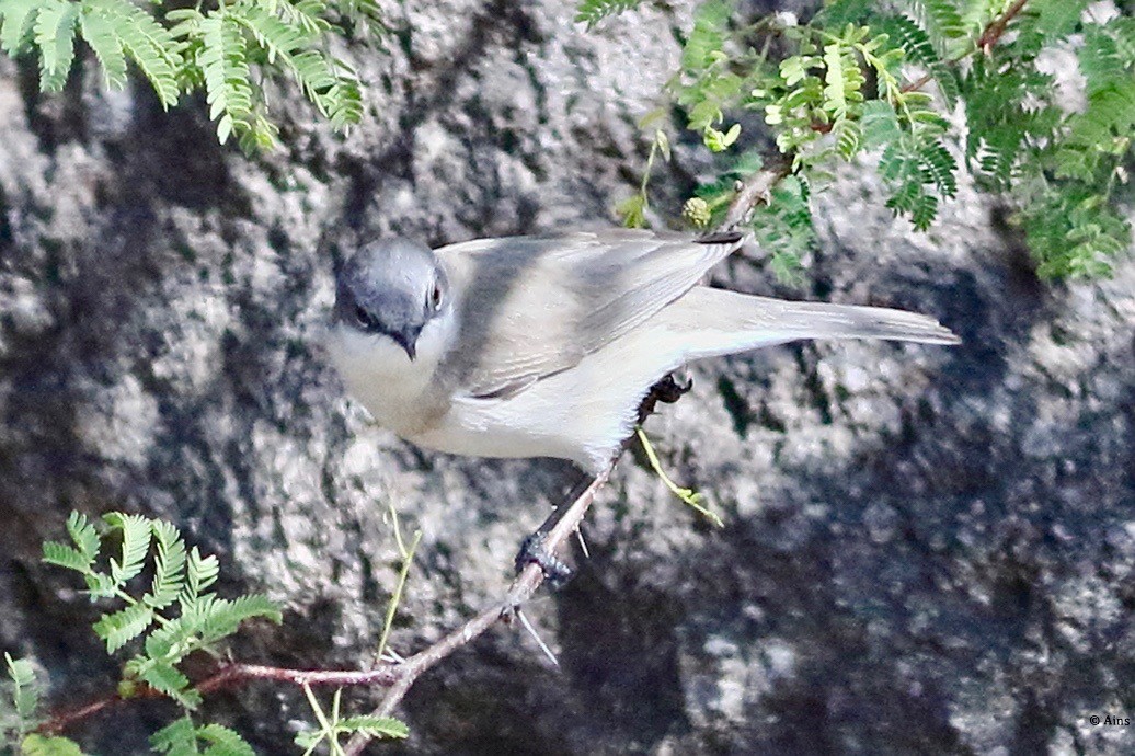 Lesser Whitethroat - ML614806712