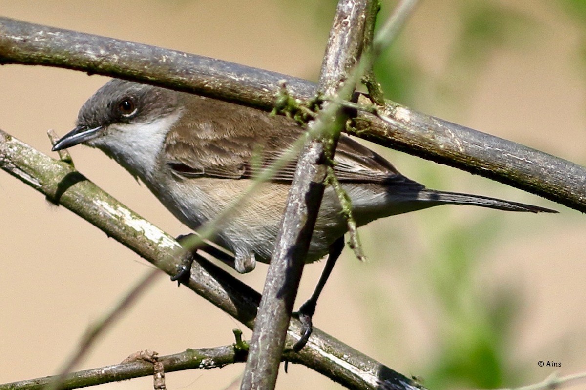 Lesser Whitethroat - ML614806713