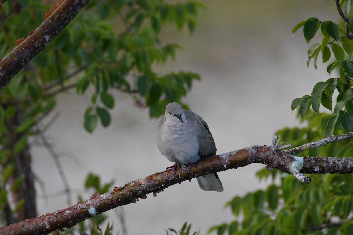 Eurasian Collared-Dove - ML614806718