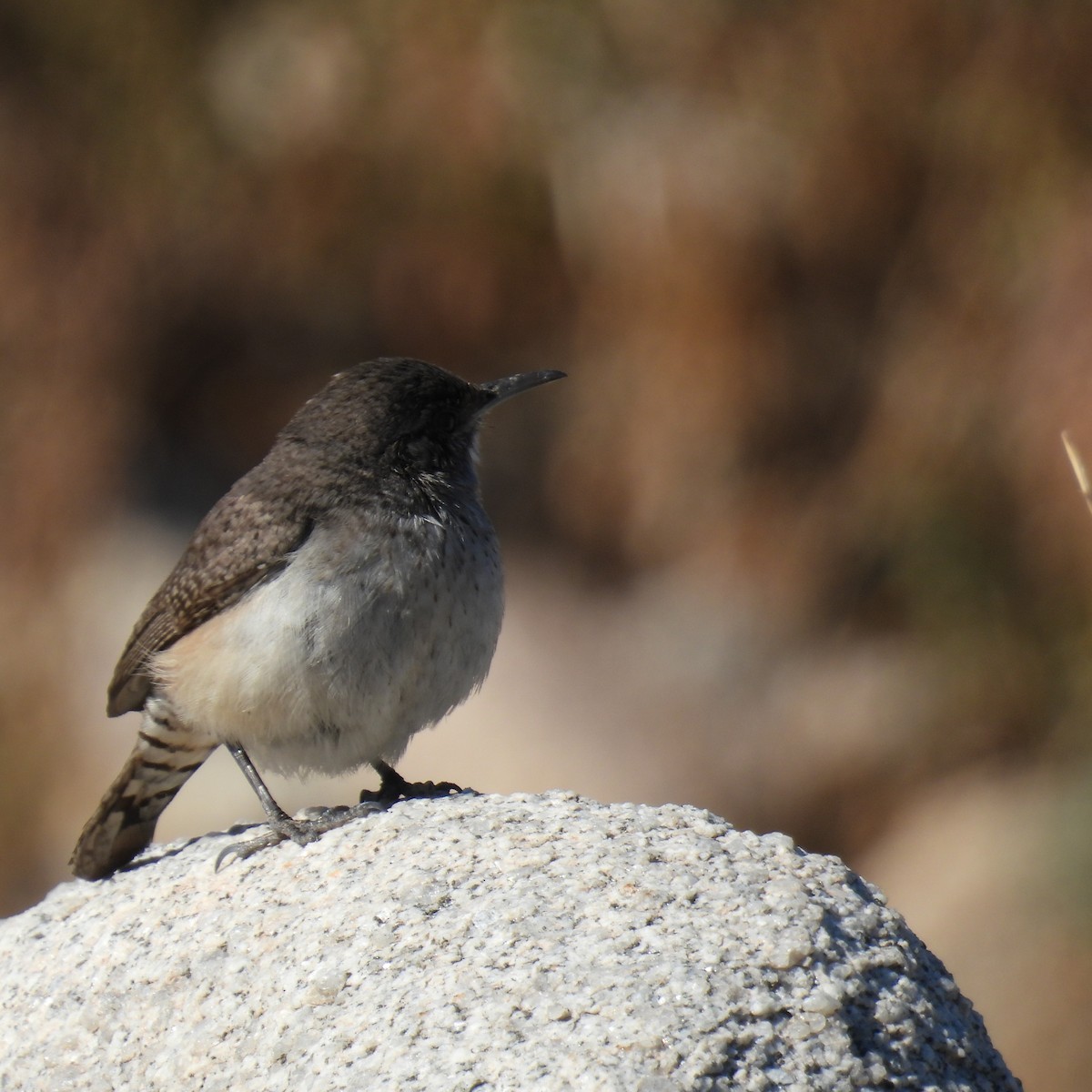 Rock Wren - ML614806731