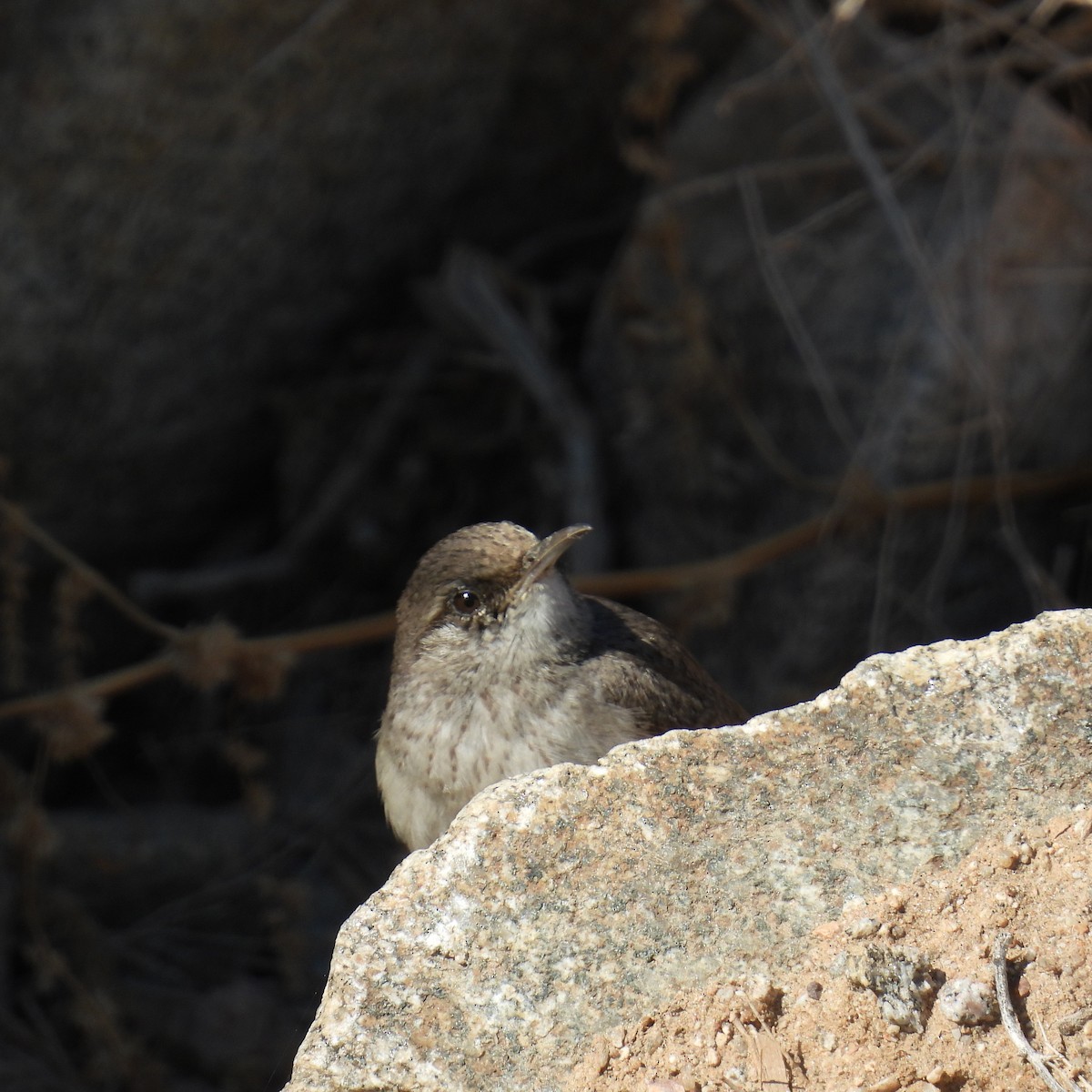 Rock Wren - ML614806732