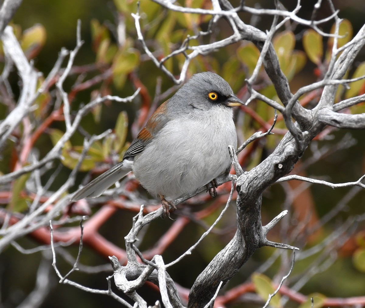 Junco aux yeux jaunes - ML614806757