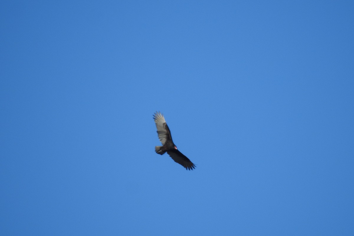 Turkey Vulture - Team Ona