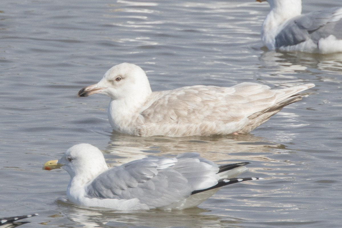 Glaucous x Glaucous-winged Gull (hybrid) - ML614806914