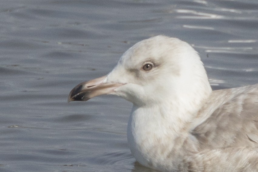 Glaucous x Glaucous-winged Gull (hybrid) - ML614806917