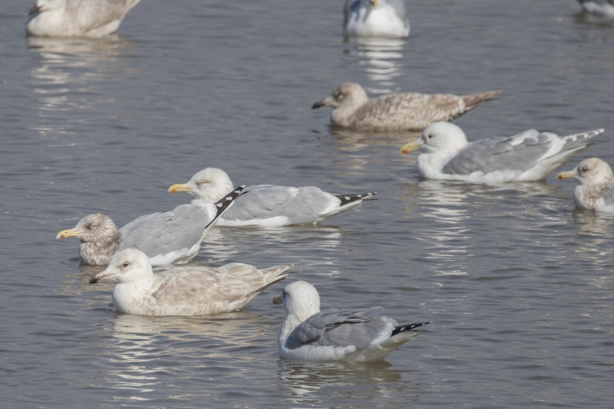 Glaucous x Glaucous-winged Gull (hybrid) - ML614806922