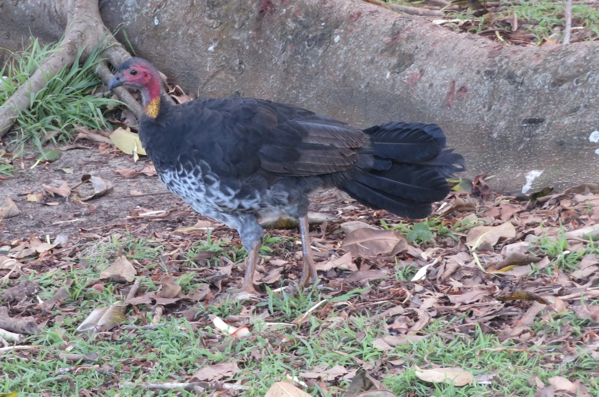 Australian Brushturkey - ML614806947