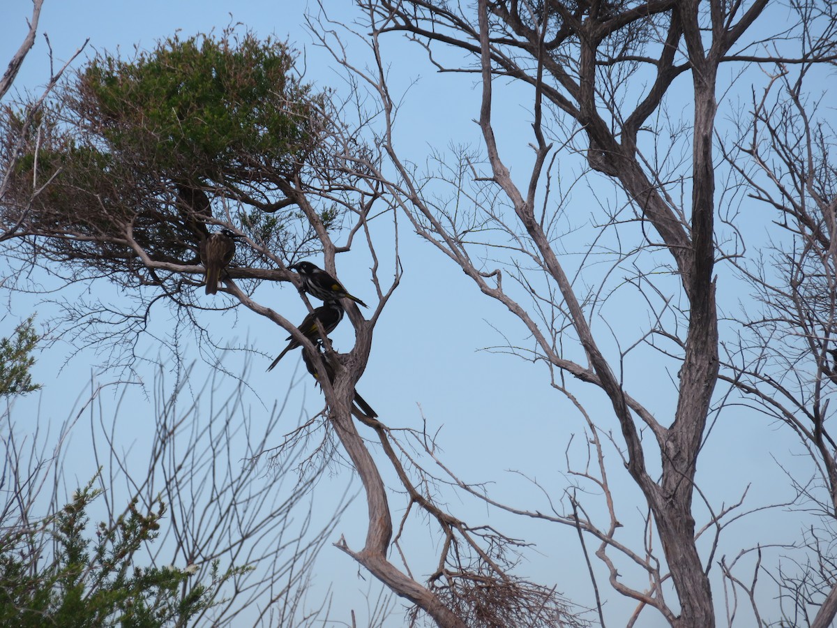 New Holland Honeyeater - ML614806962