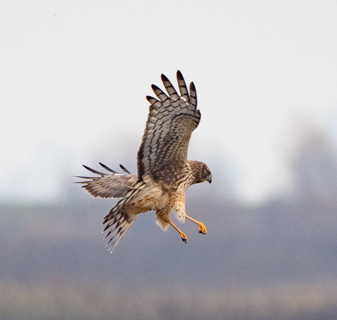 Northern Harrier - ML614807065