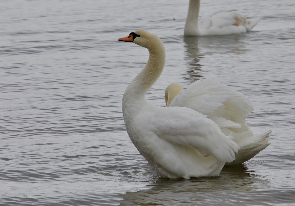 Cygne tuberculé - ML614807093