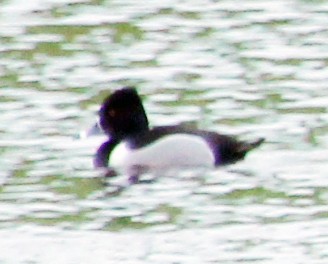 Ring-necked Duck - ML614807096