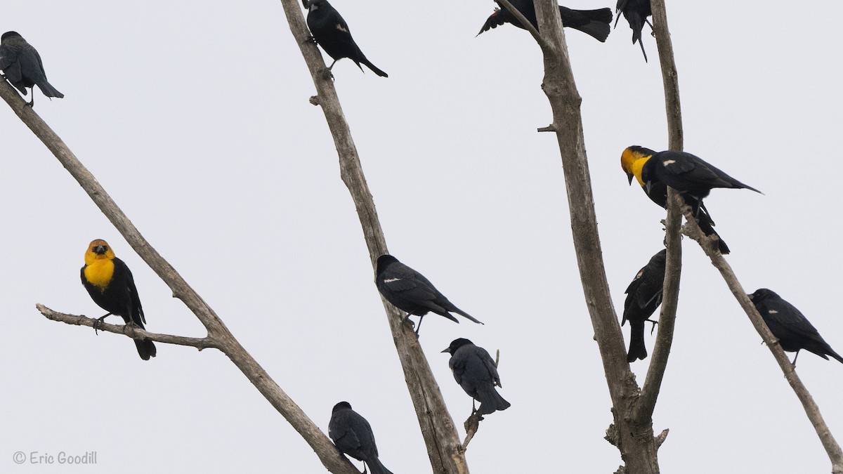 Tricolored Blackbird - Eric Goodill