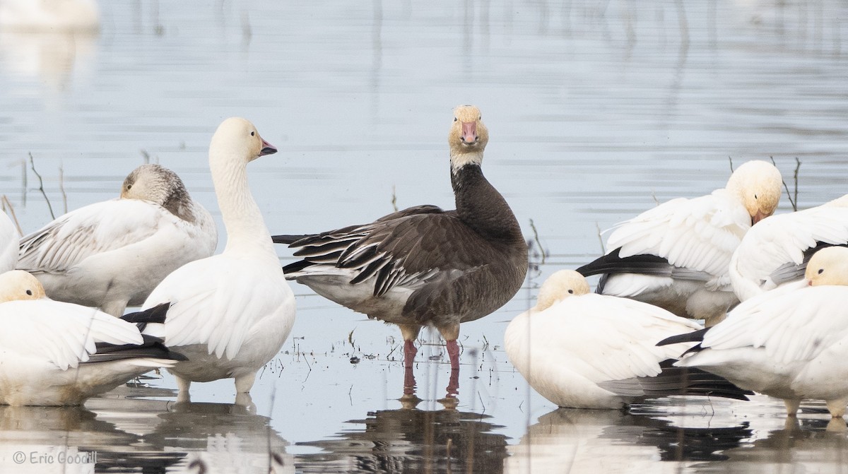 Snow Goose - ML614807197