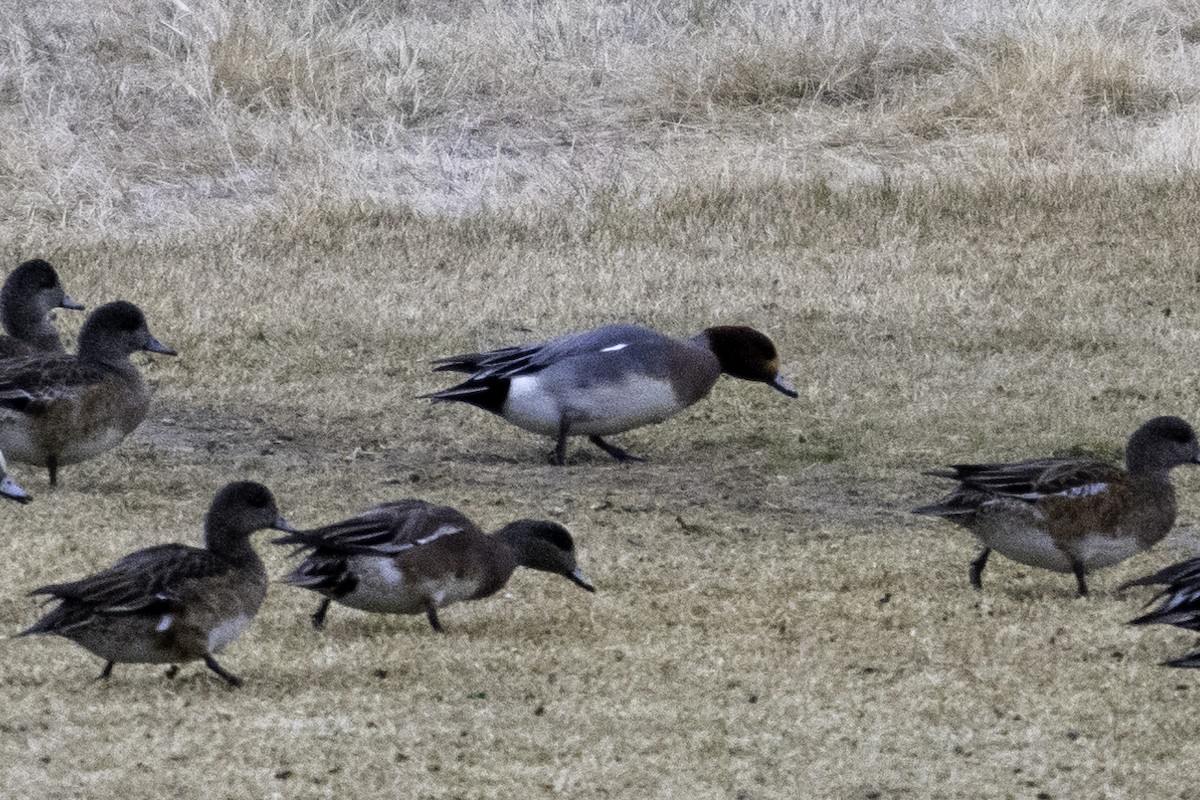 Eurasian Wigeon - ML614807286