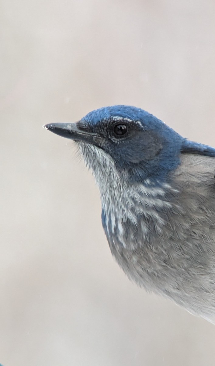 Woodhouse's Scrub-Jay (Woodhouse's) - ML614807308