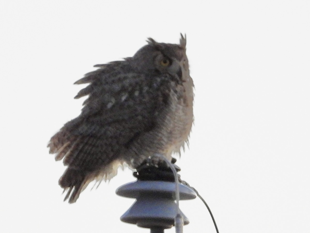 Great Horned Owl - ML614807349