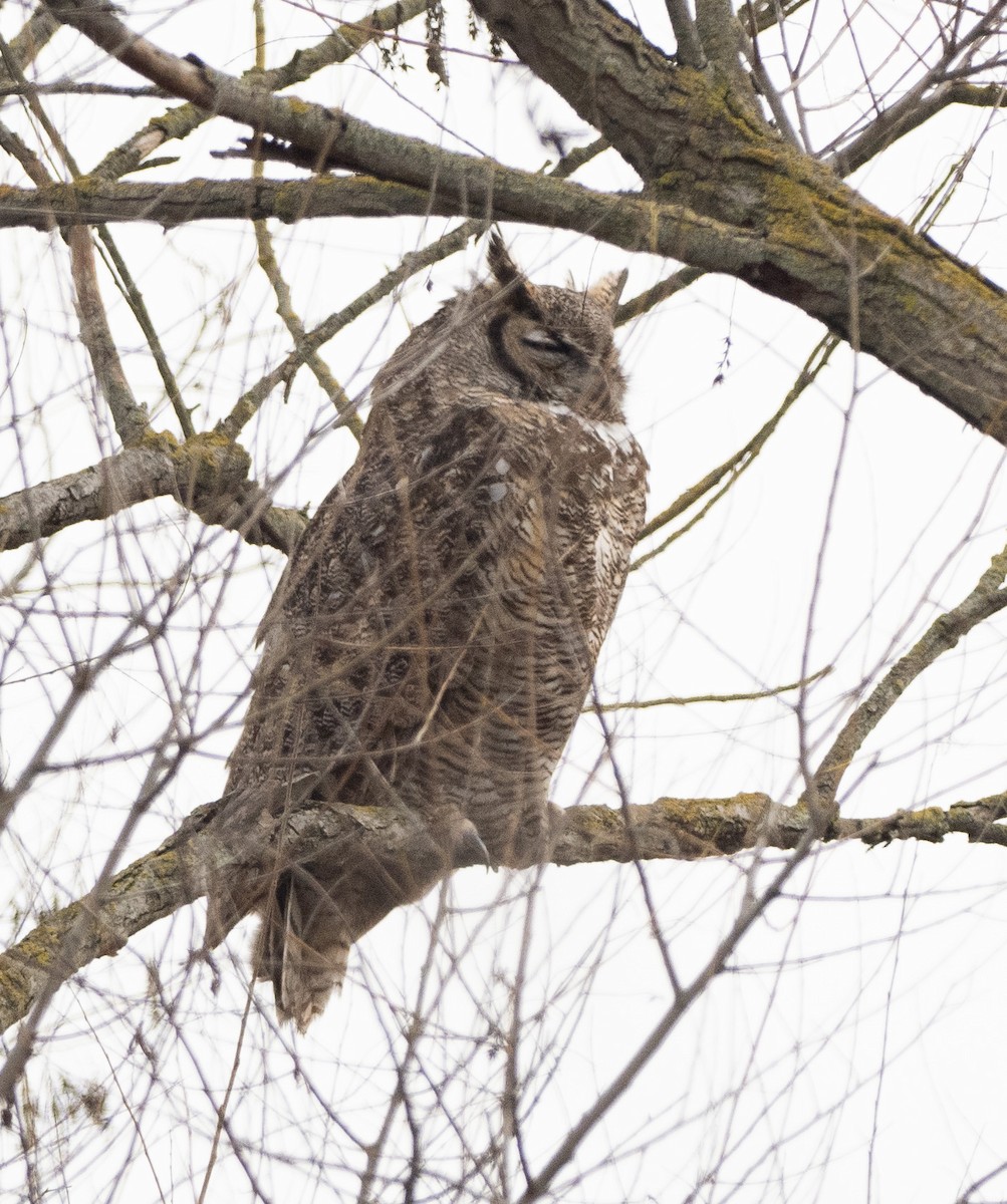 Great Horned Owl - Eric Goodill