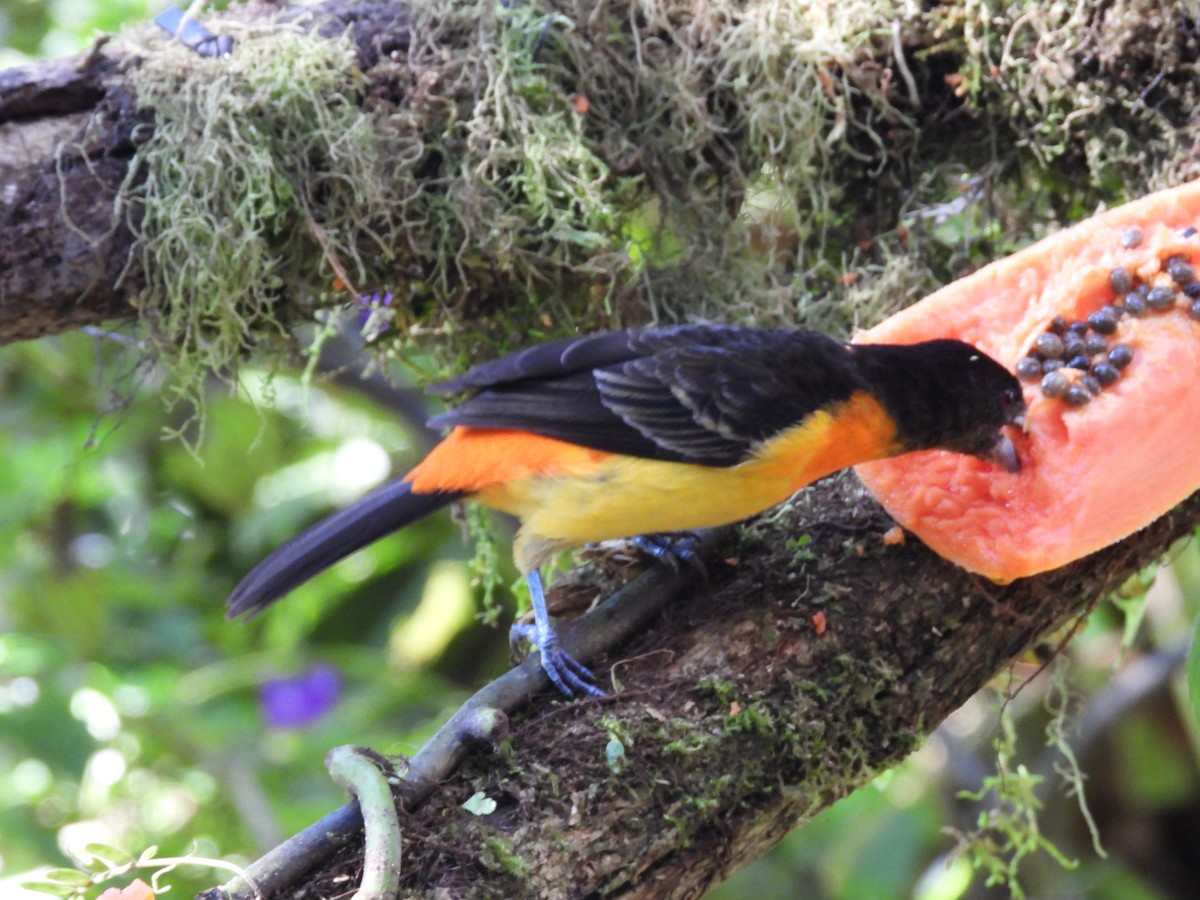 Flame-rumped Tanager (Flame-rumped) - David Wheeler