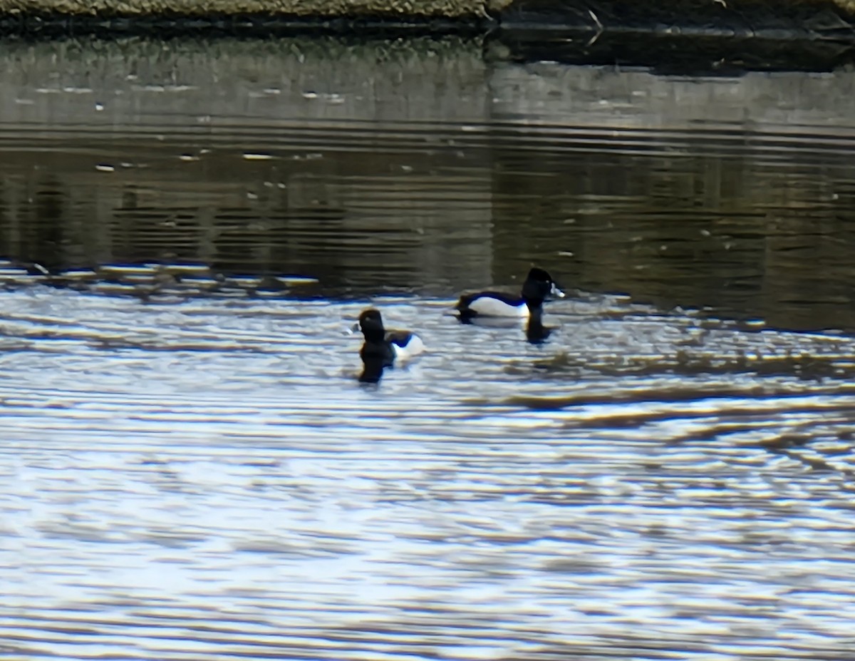 Ring-necked Duck - Kathie Brown