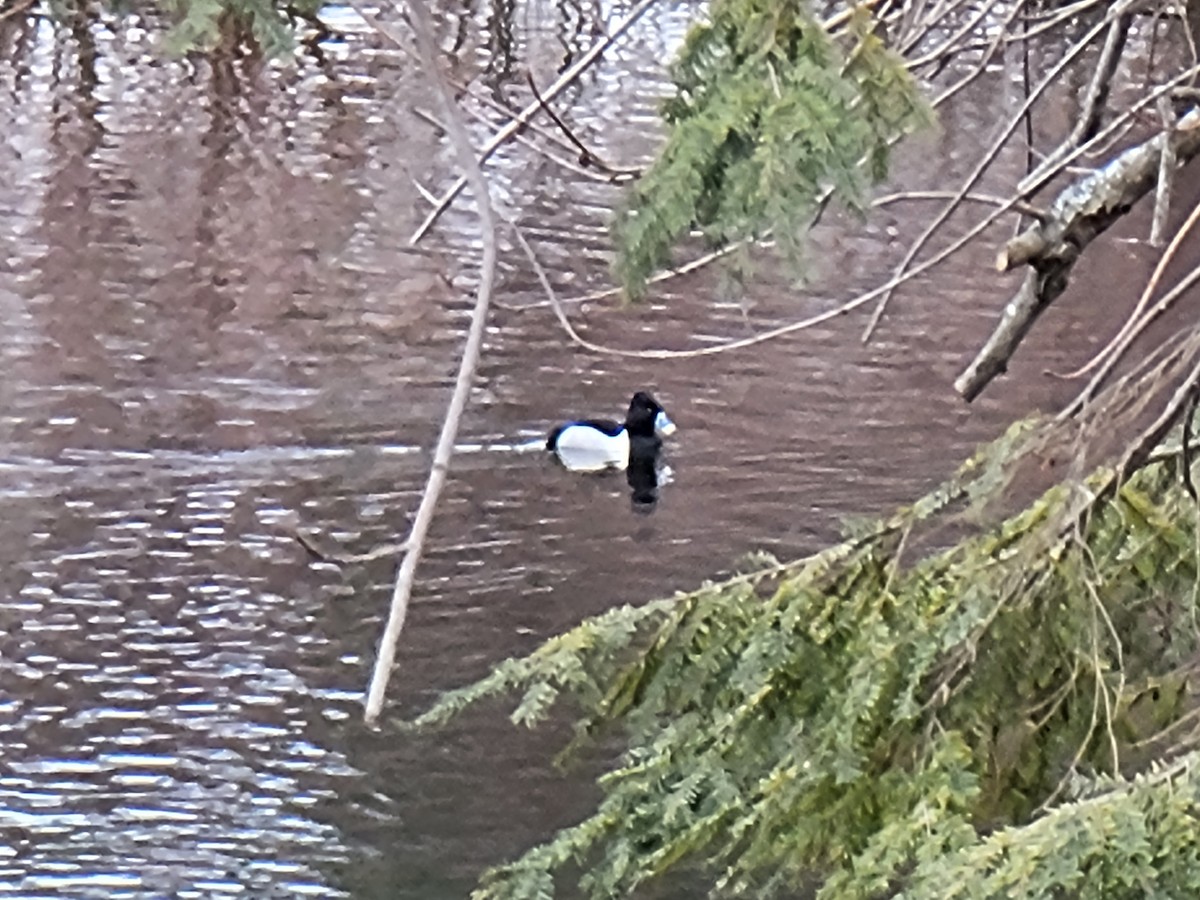 Ring-necked Duck - ML614807511