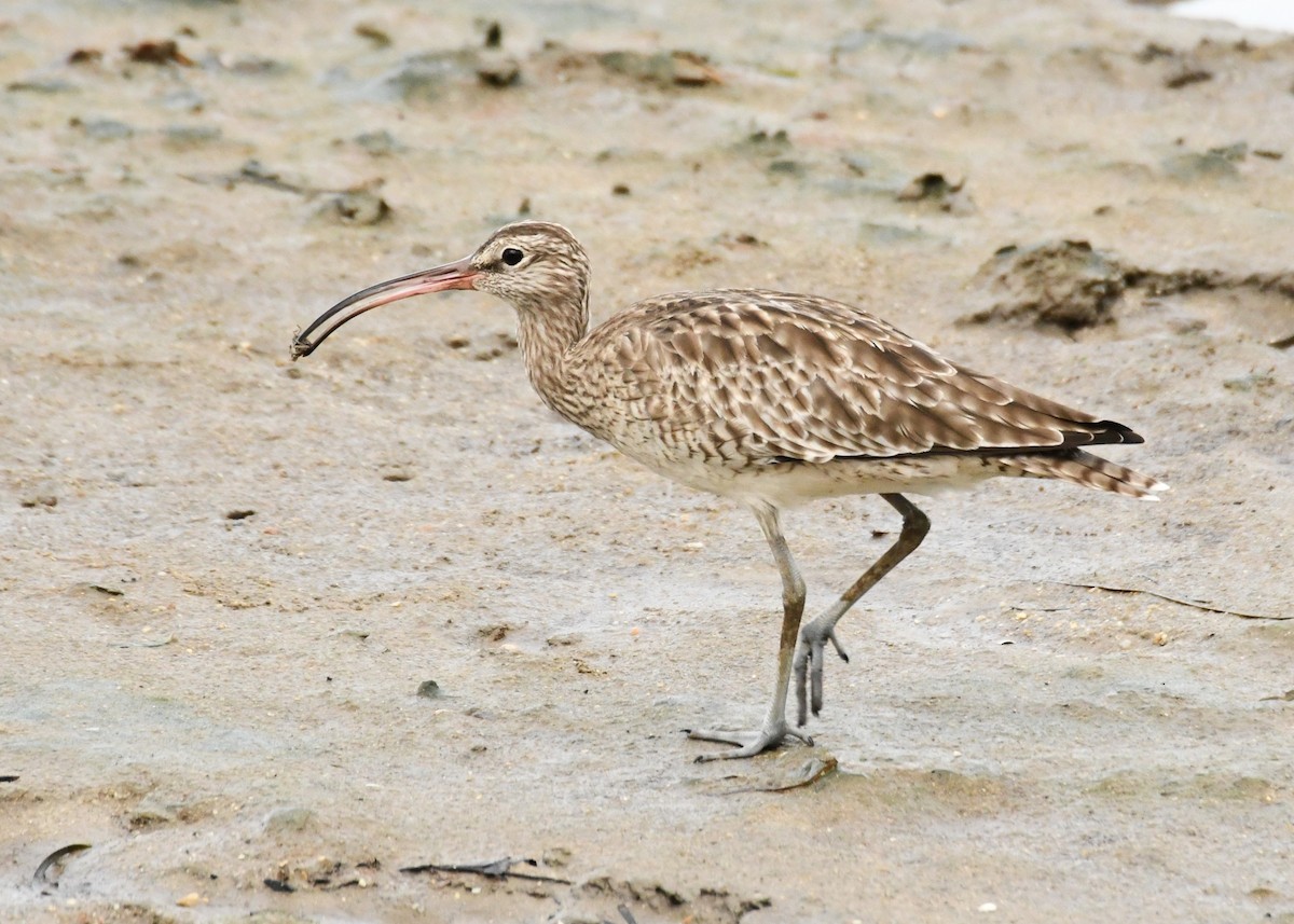 Whimbrel - Trevor Ross