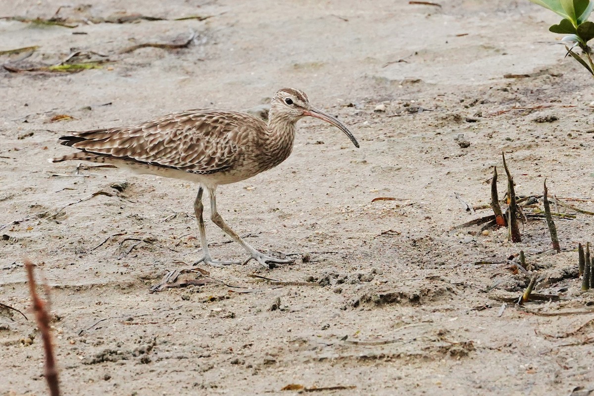 Whimbrel - Trevor Ross